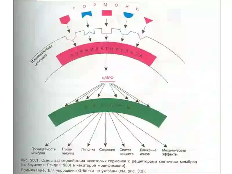 Гормонлар 3