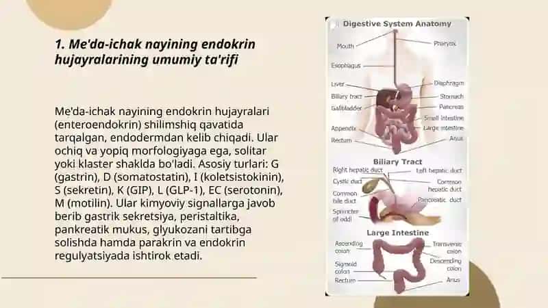 Me'da ichak nayining endokrin hujayralari 3