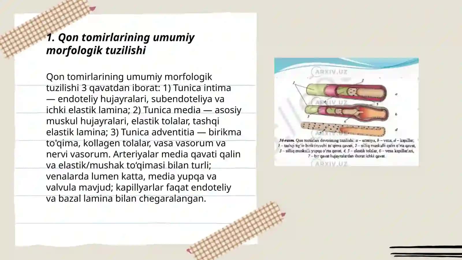 Qon tomirlari tuzilishi 3