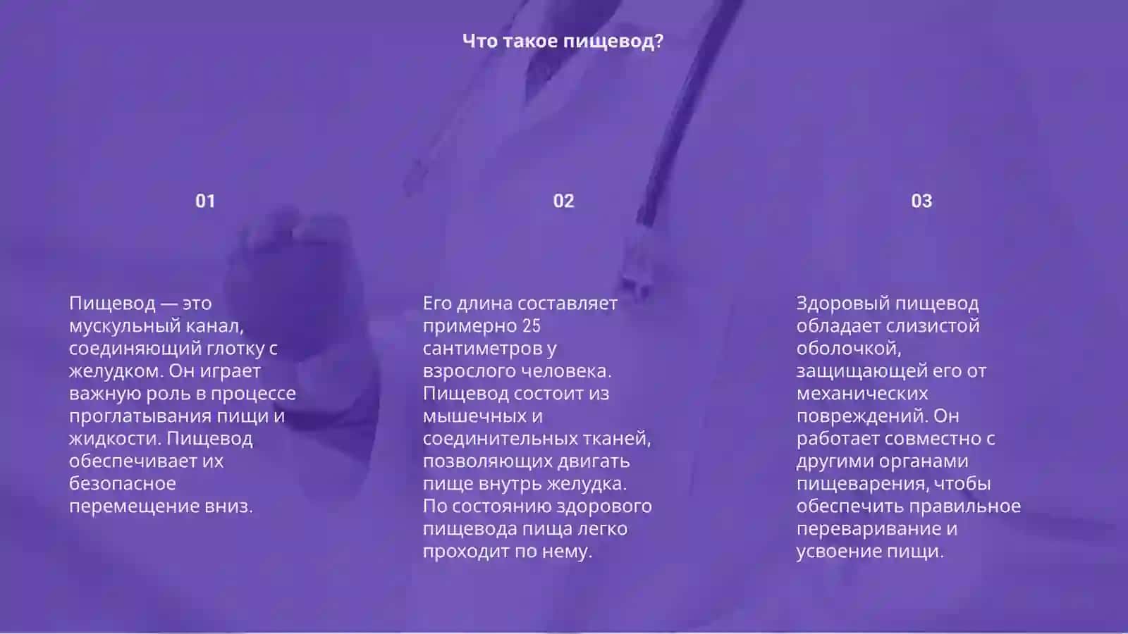 пищевод 3