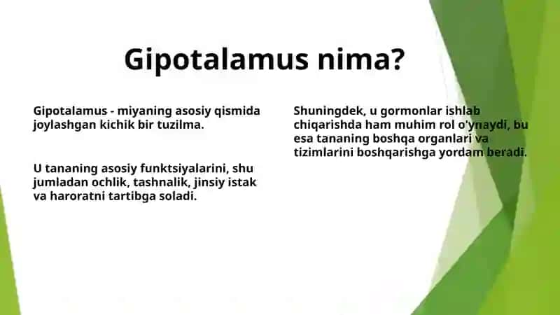 Gipotalamus: O'zaklar va Ularning Vazifasi 3