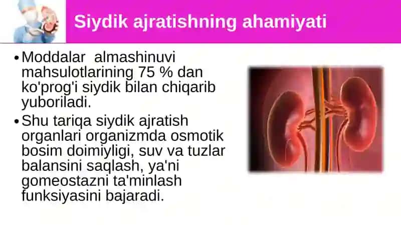 Siydik ayrish organlarining tuzilishi 3