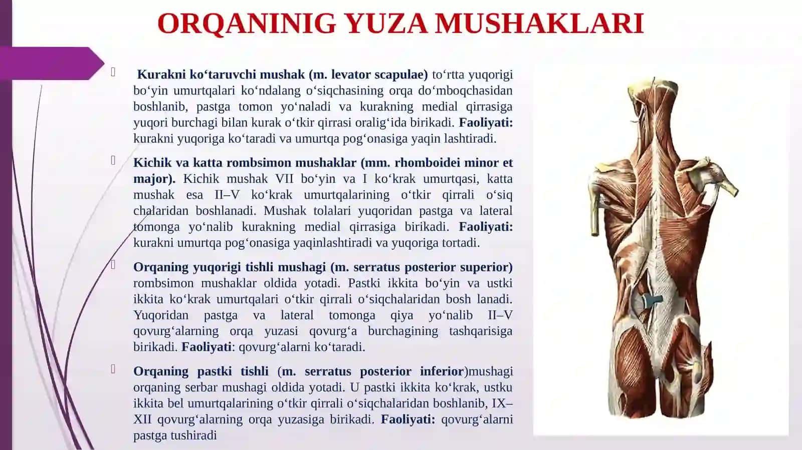 ORQANINIG YUZA VA CHUQURMUSHАKLАRI 3