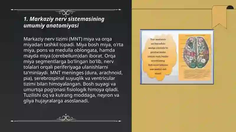 Markaziy nerv sistemasi 3