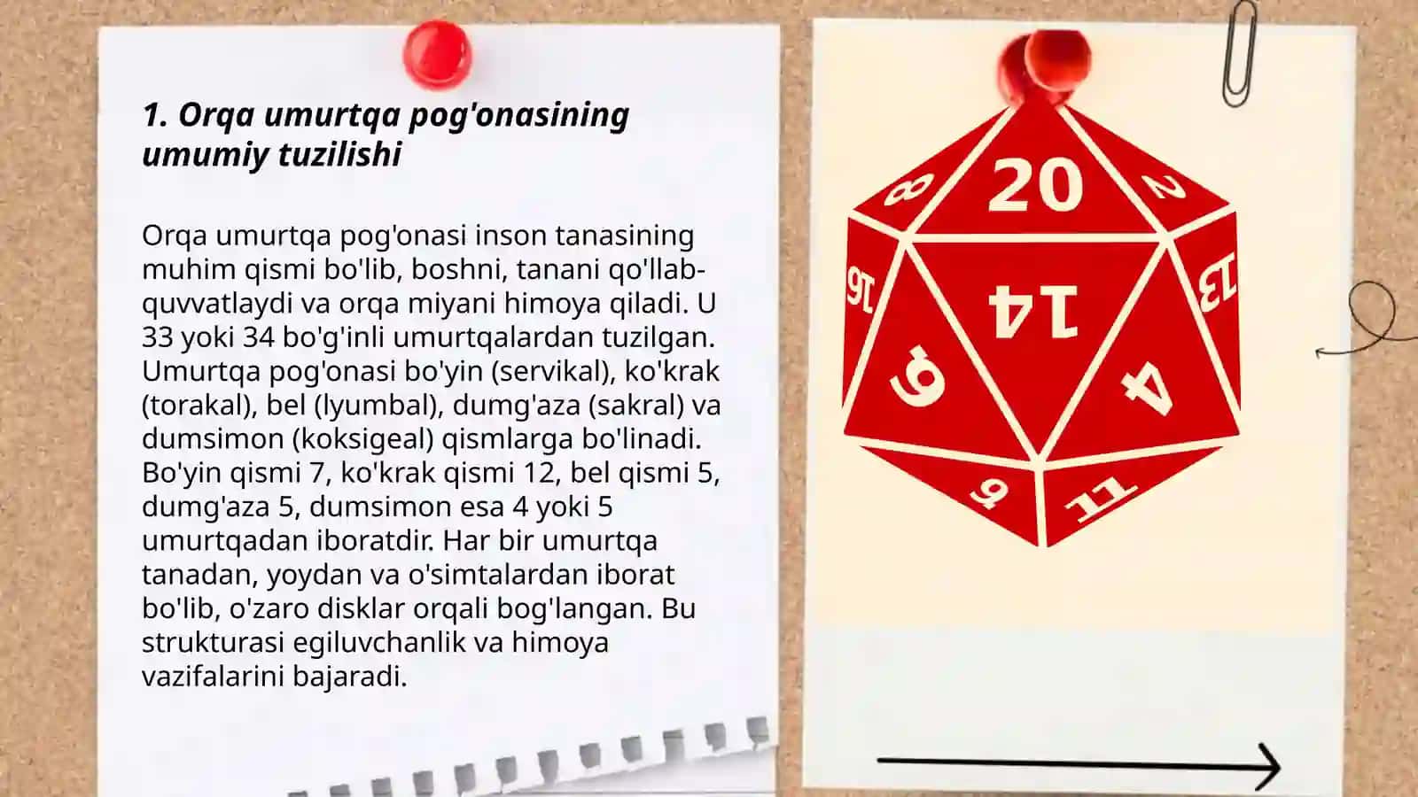 Pastki kamar suyaklarining tuzilishi 3