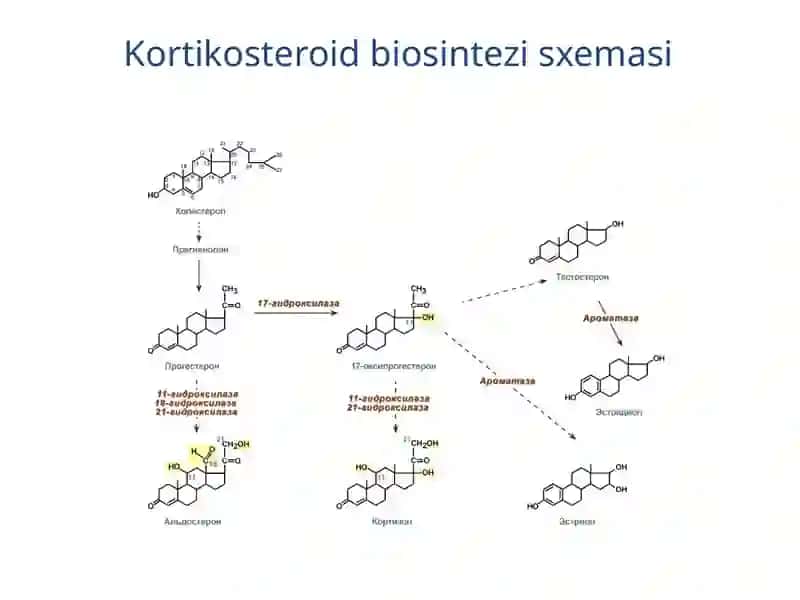 Buyrak usti bezlari 3
