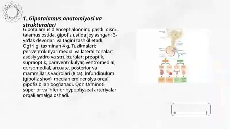 Gipotalamo-gipofizar tizim 3