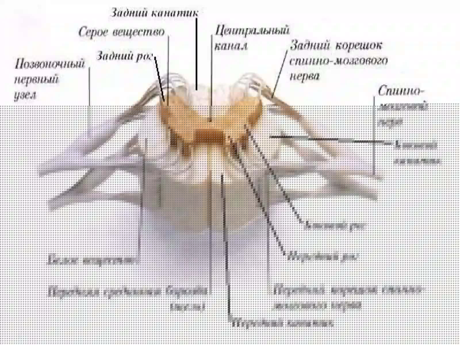 Orqa miya 3