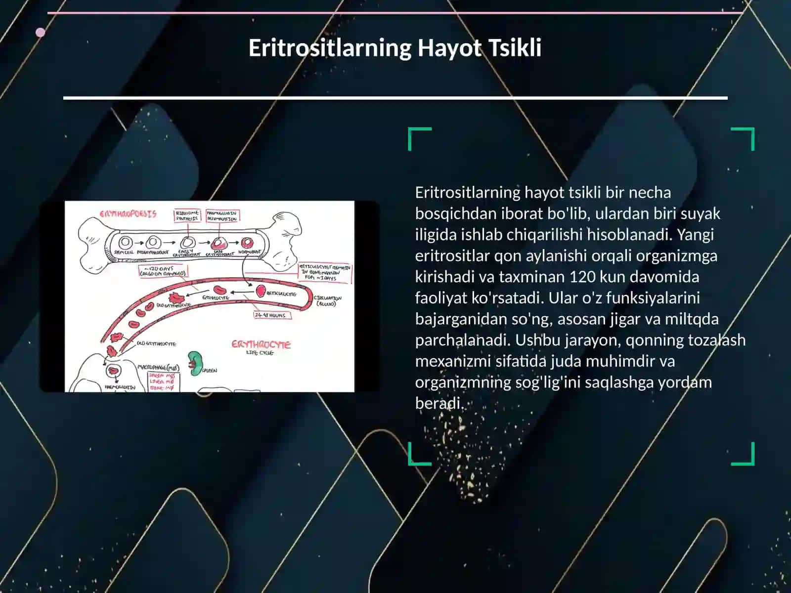 Eritrositlar /gistologiya 3