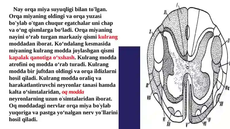 ORQA MIYANING TUZILISHI VA FUNKSIYALARI 3