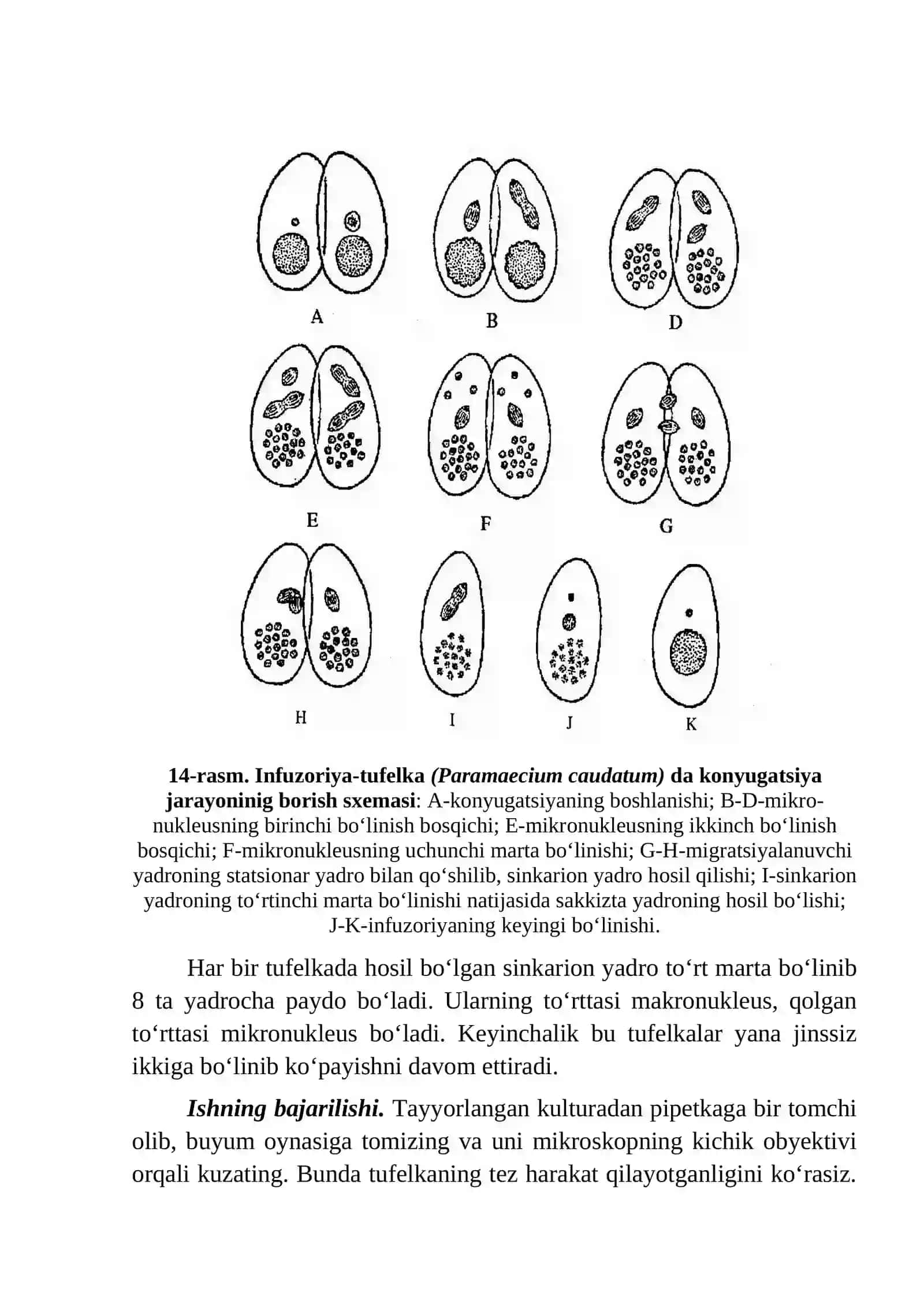 Infuzoriya-Tufelka 3