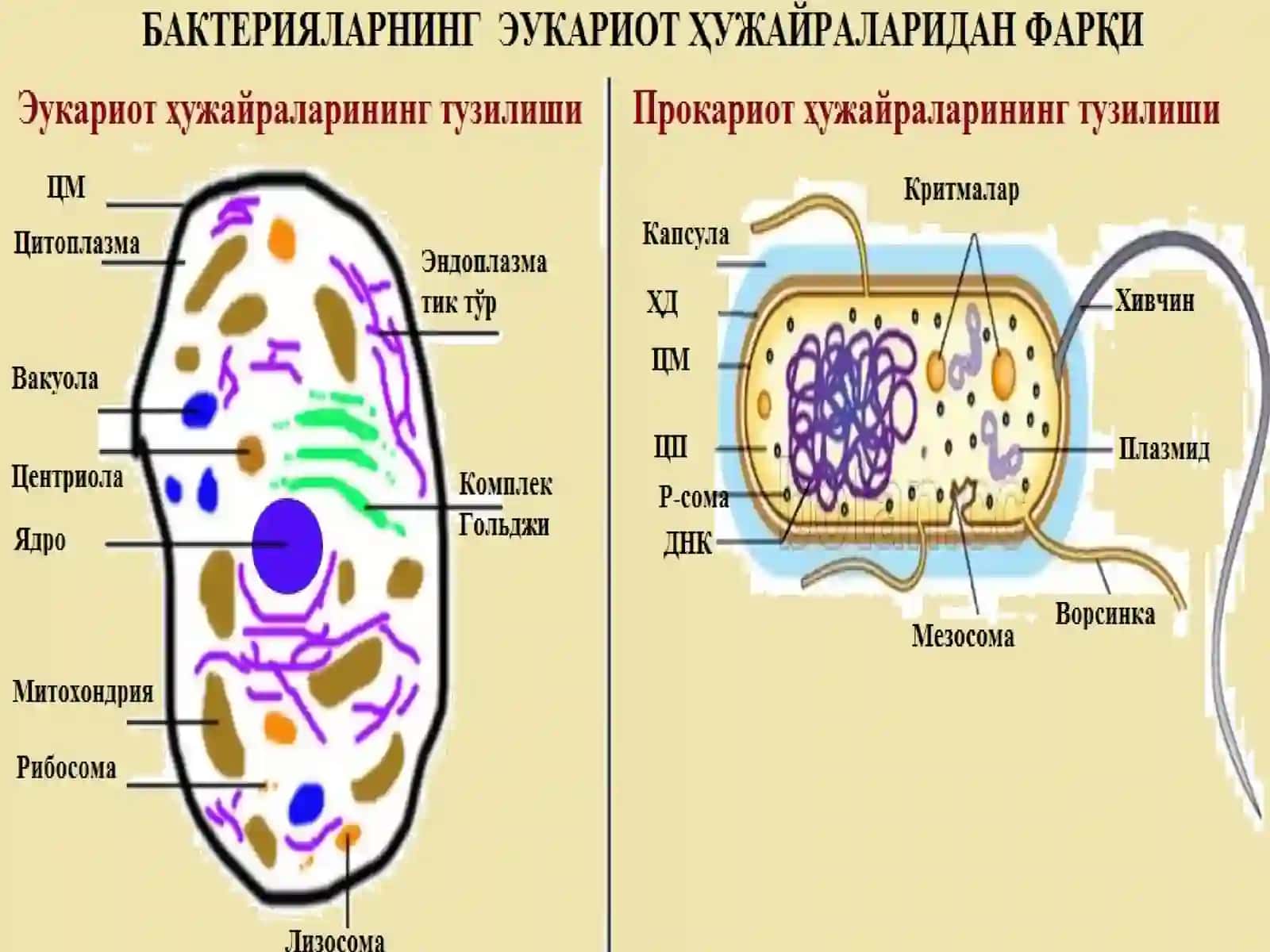 Bakteriyalar va ularning tuzilishi 3