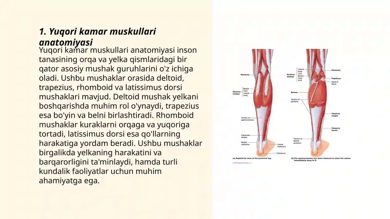Yuqori va pastki kamar muskullari 3