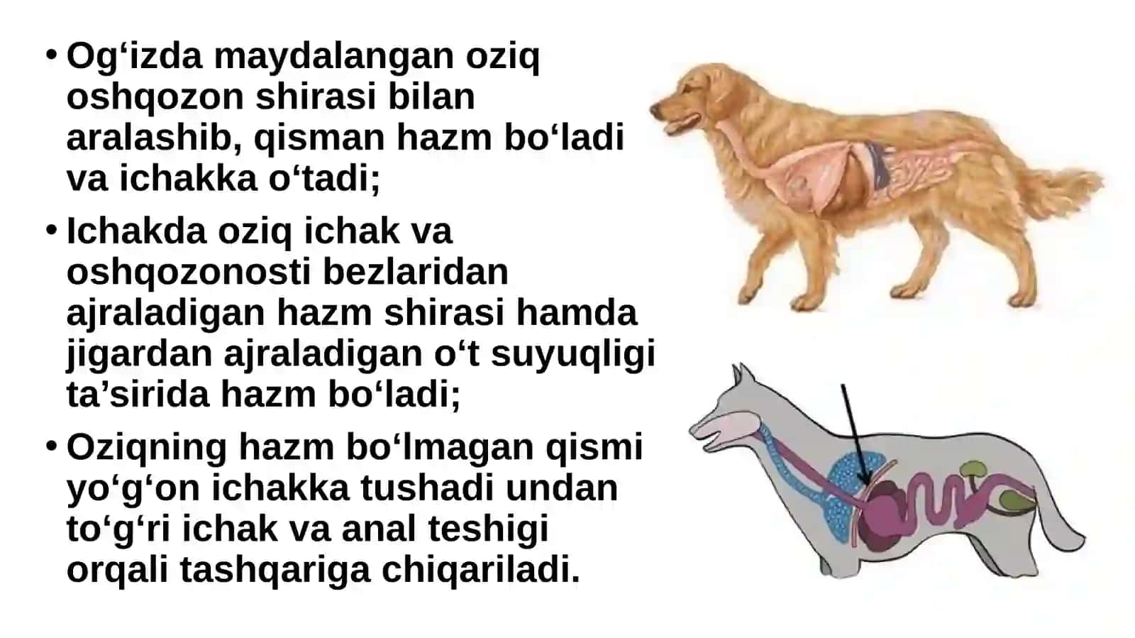 Itning ichki tuzilishi 3