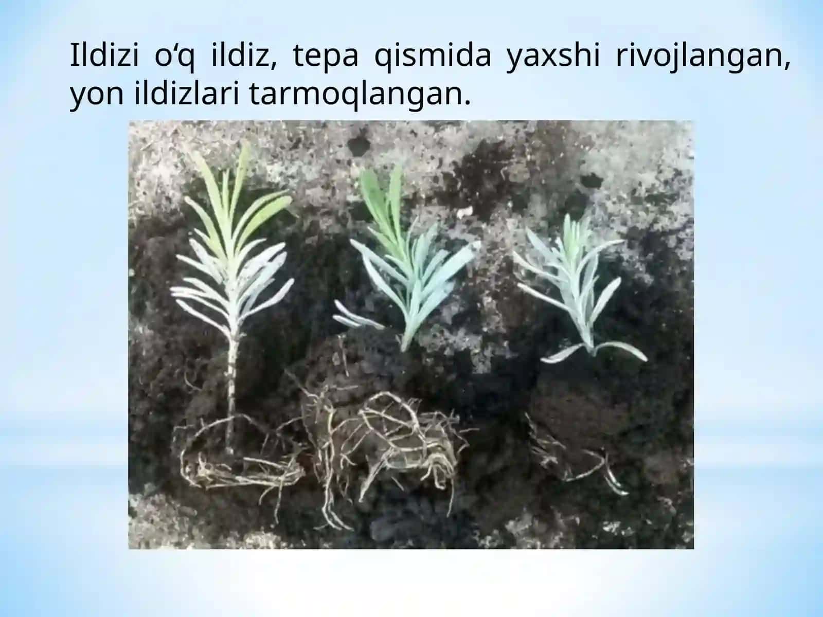 Lavanda - Lavandula offisinalis L 3