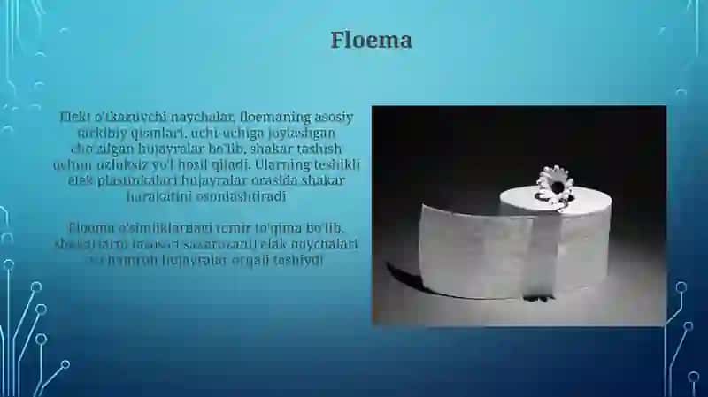 Òsimlik tòqimalari 3