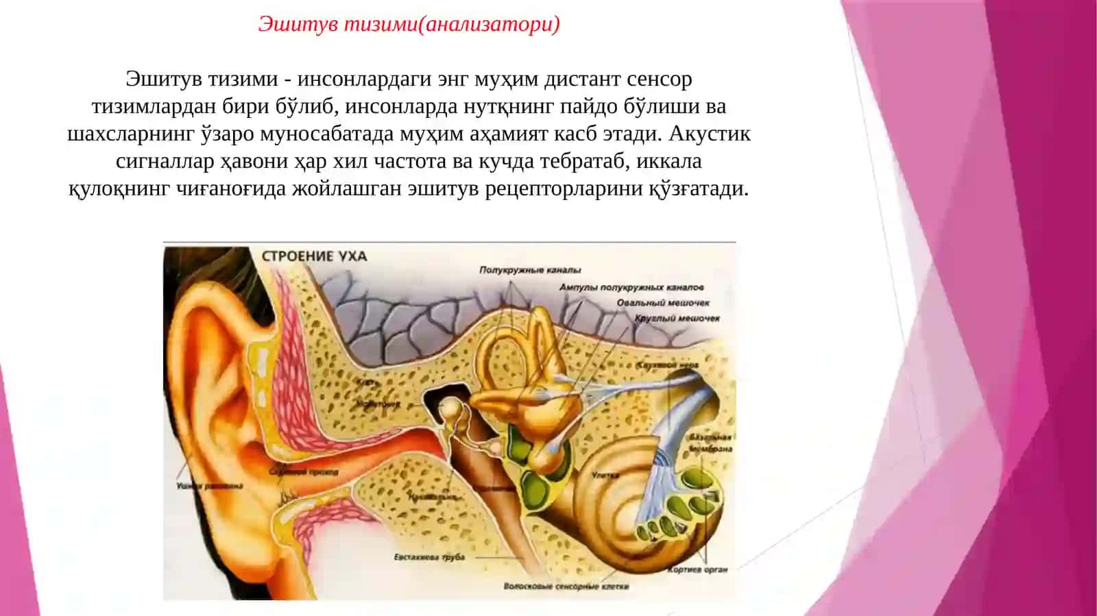 Эшитув анализатори физиологияси 3