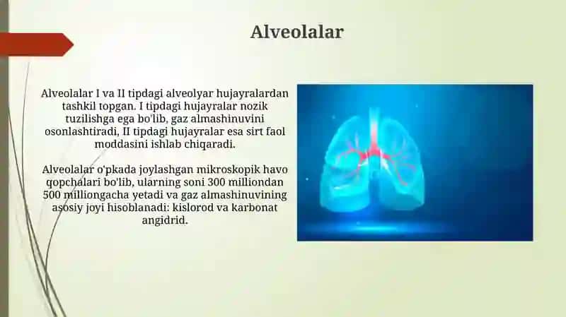 Nafas olish sistemasi 3
