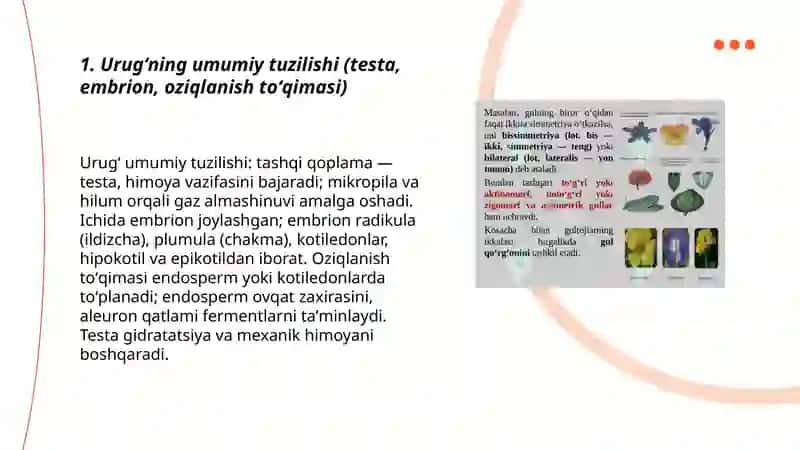 Urugʻ va mevaning tuzilishini 3