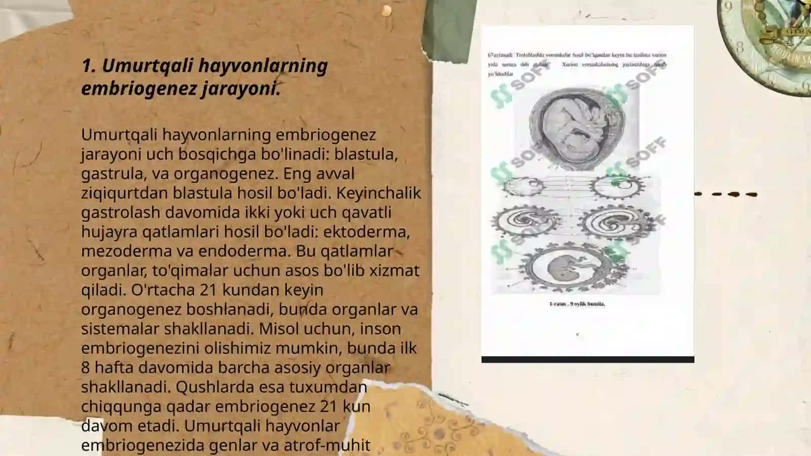 Yo'ldosh shakllanishda dastlabki a'zolarning roli 3