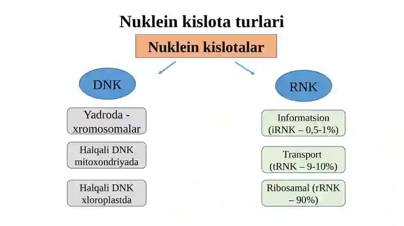 Nukleinkislotalar(1 –ma’ruza) 3