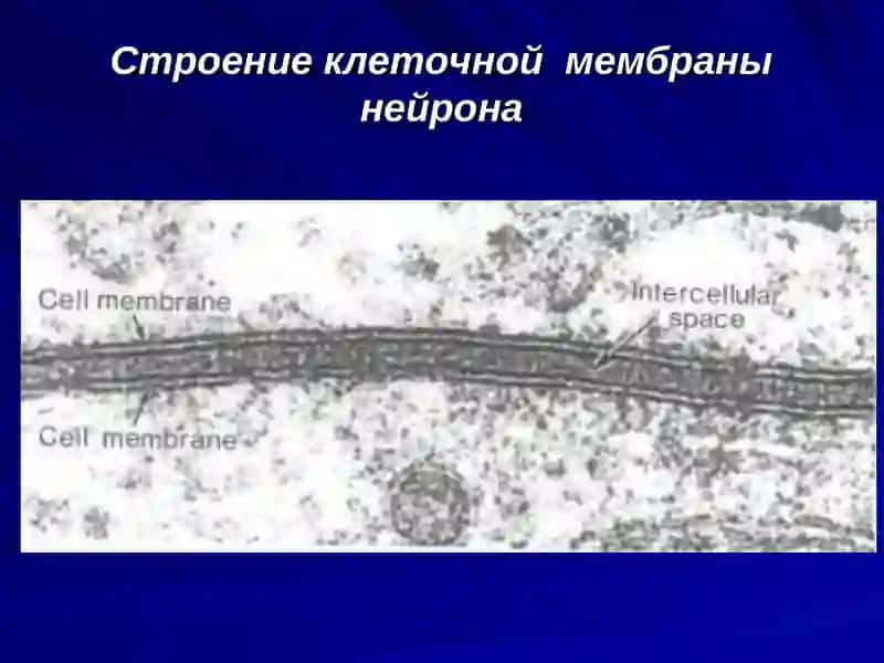 Клеточная мембрана нейрона 3