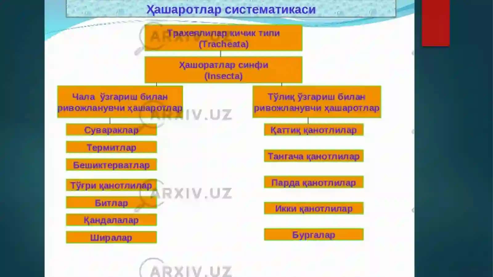 Ҳашаротларнинг ривожланиш типлари ва фазаси 3