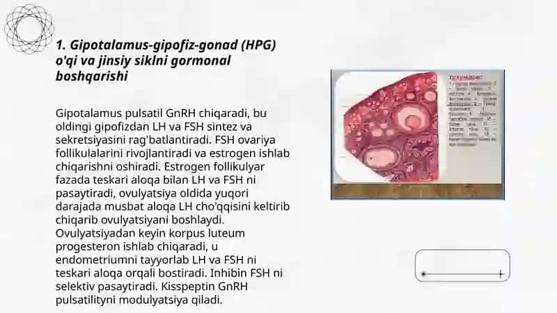 Jinsiy siklning gormonal boshqariluv mexanizmi 3