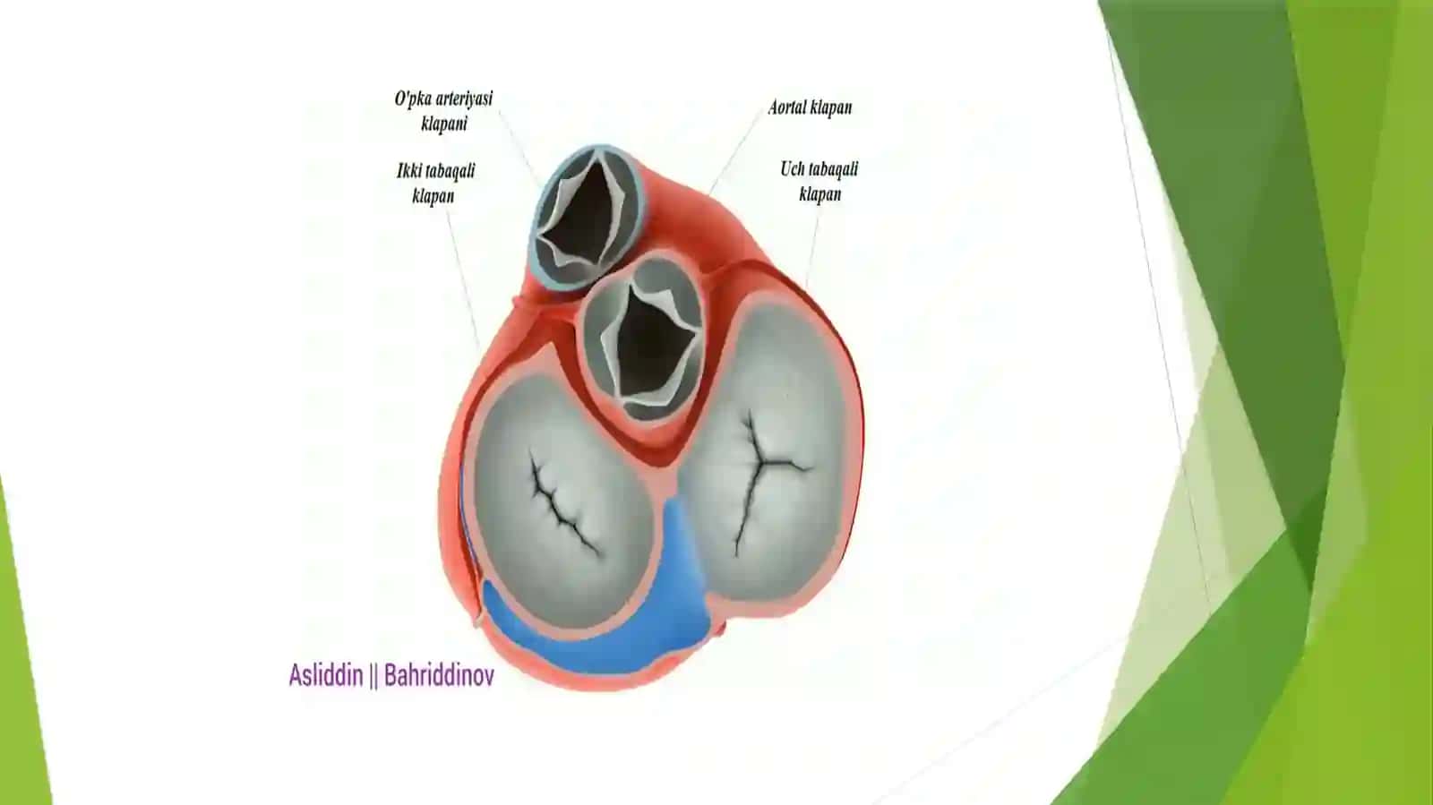Anatomiya fanidan mustaqil ishi 3