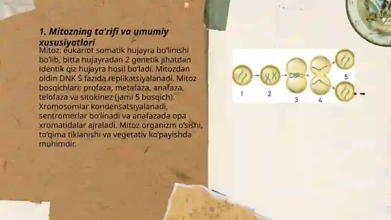 Mitoz va uning ahamiyati 3
