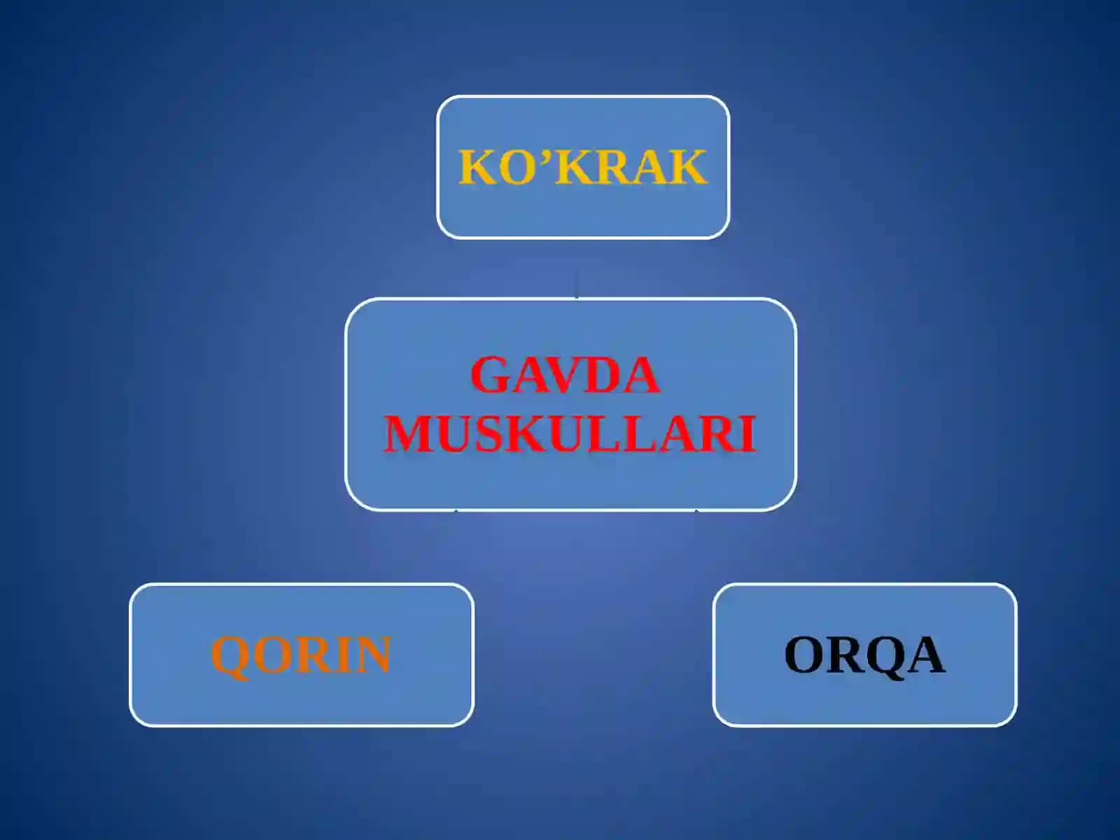 Gavda muskullari. Tanani harakatga keltiruvchi muskullar 3