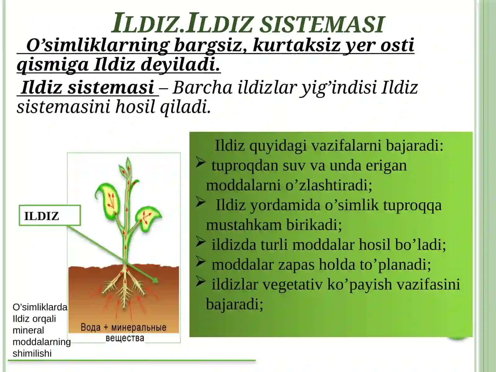 Vegetativ organlar. Ildiz 3
