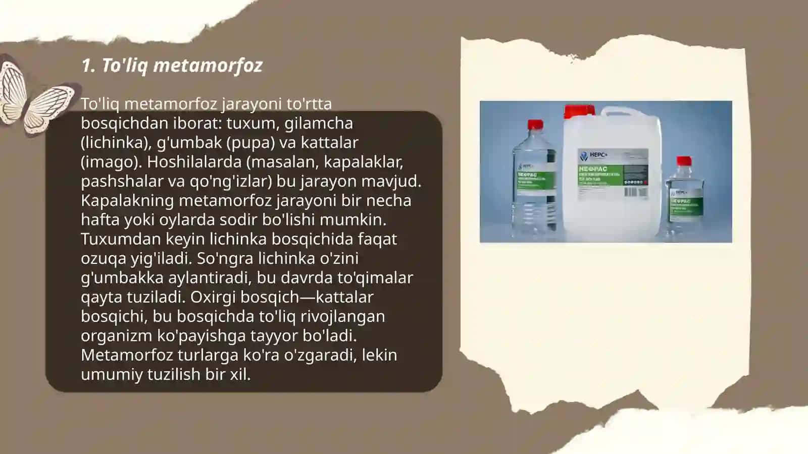 To’liq metamorfozli hasharotlar 3