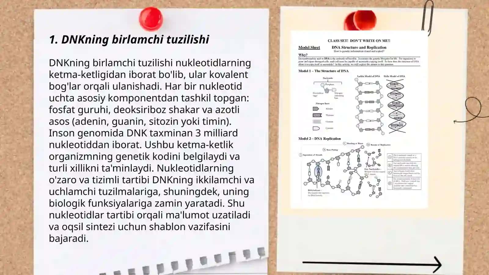 DNK strukturasining xillari 3