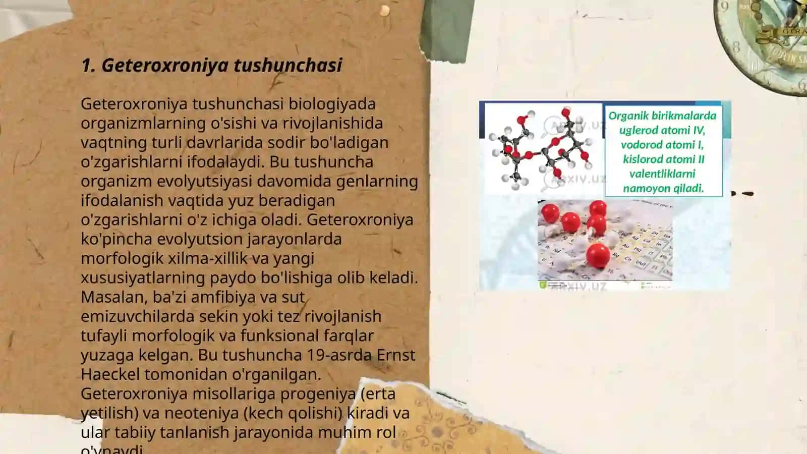 O‘sish va rivojlanish geteroxroniyasi 3