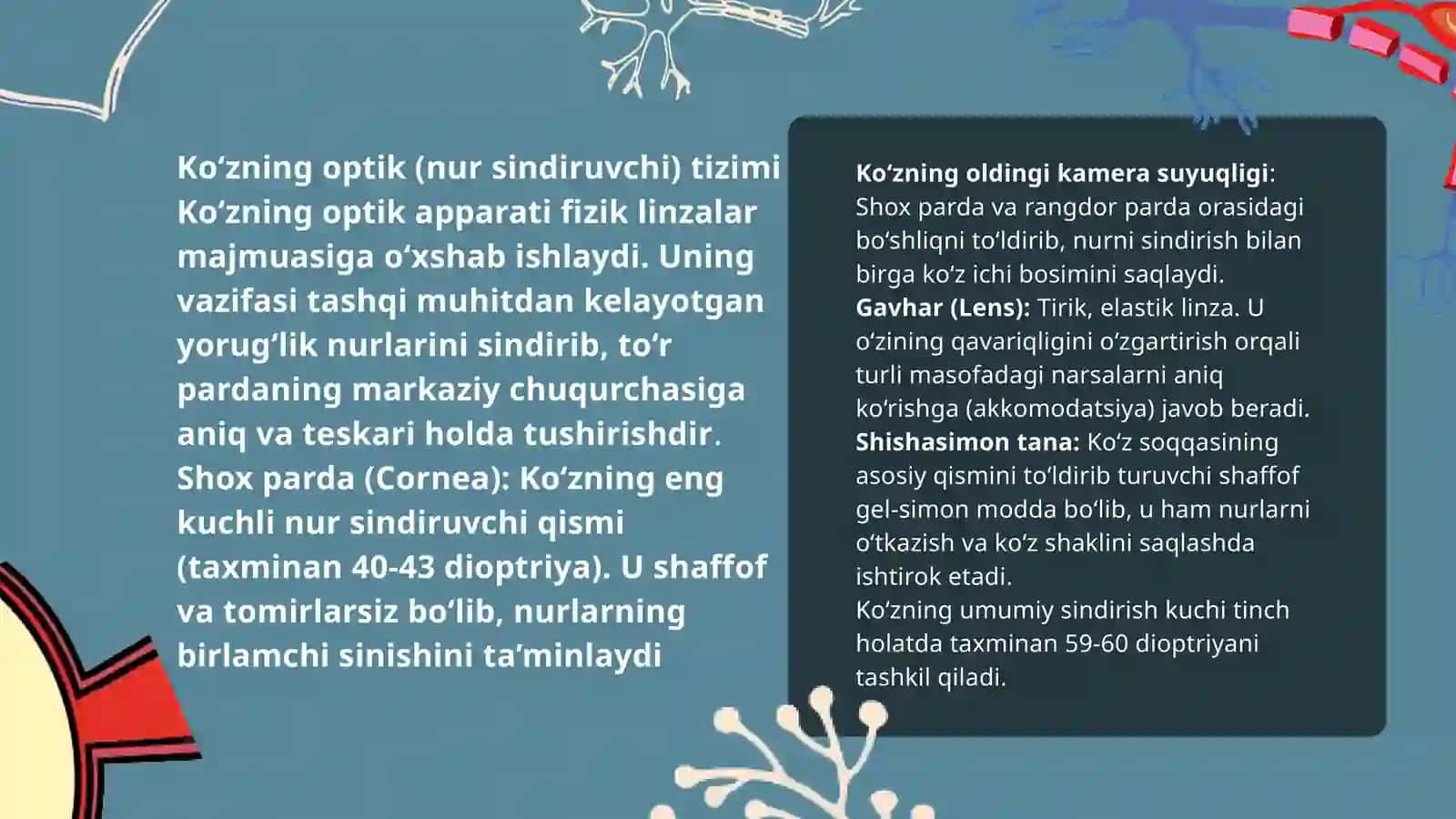 Koruv analizatori. Kozning optik va retseptor tizimi. 3
