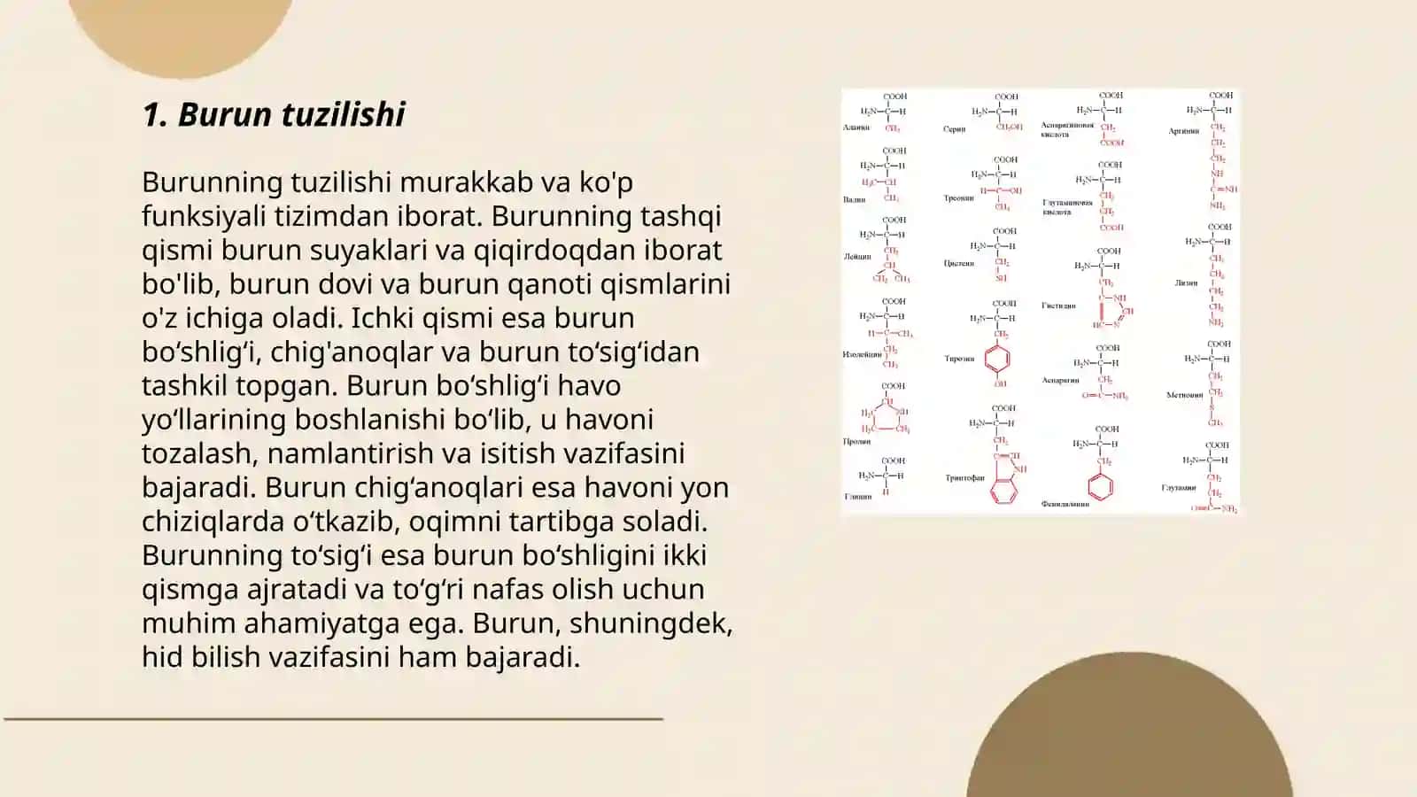 Burunni toģay qismi anatomiyasi 3