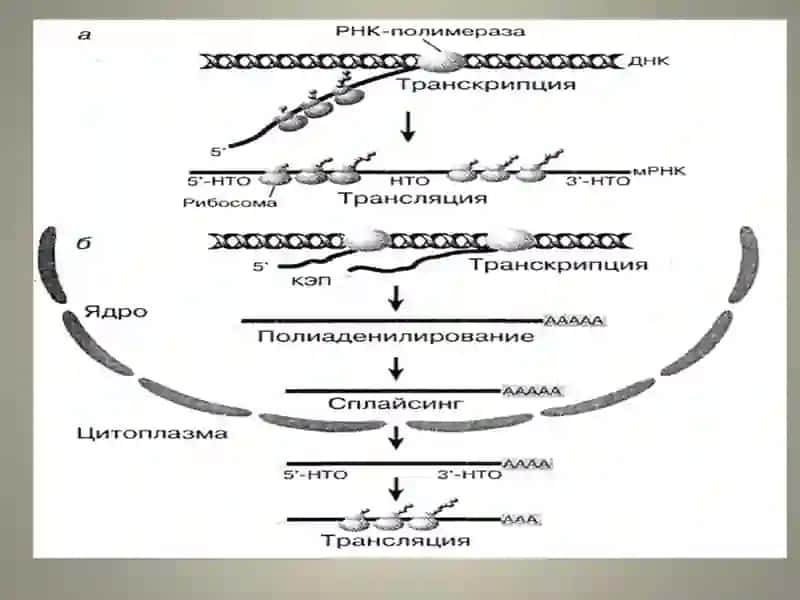 Молекуляр биология 3
