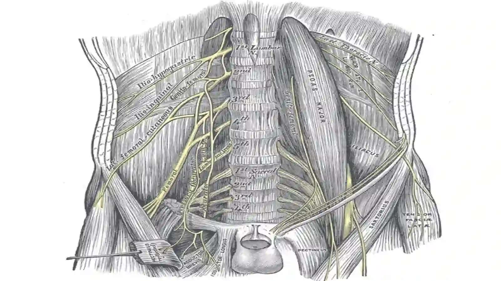 Belchigali-plexuslumbalis 3