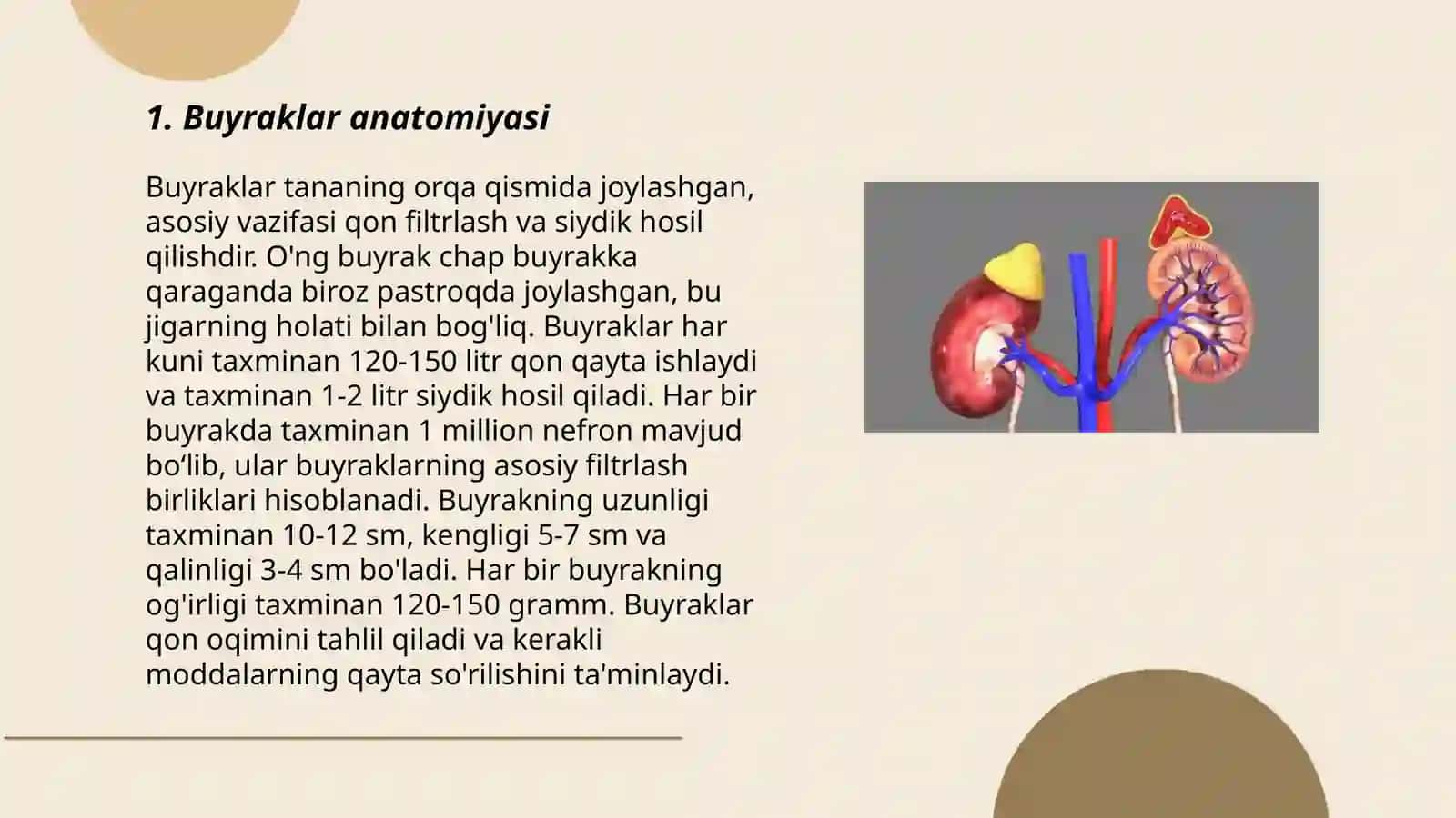 Buyraklar anatomiyasi 3