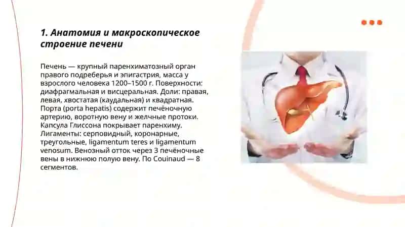 Печень 3