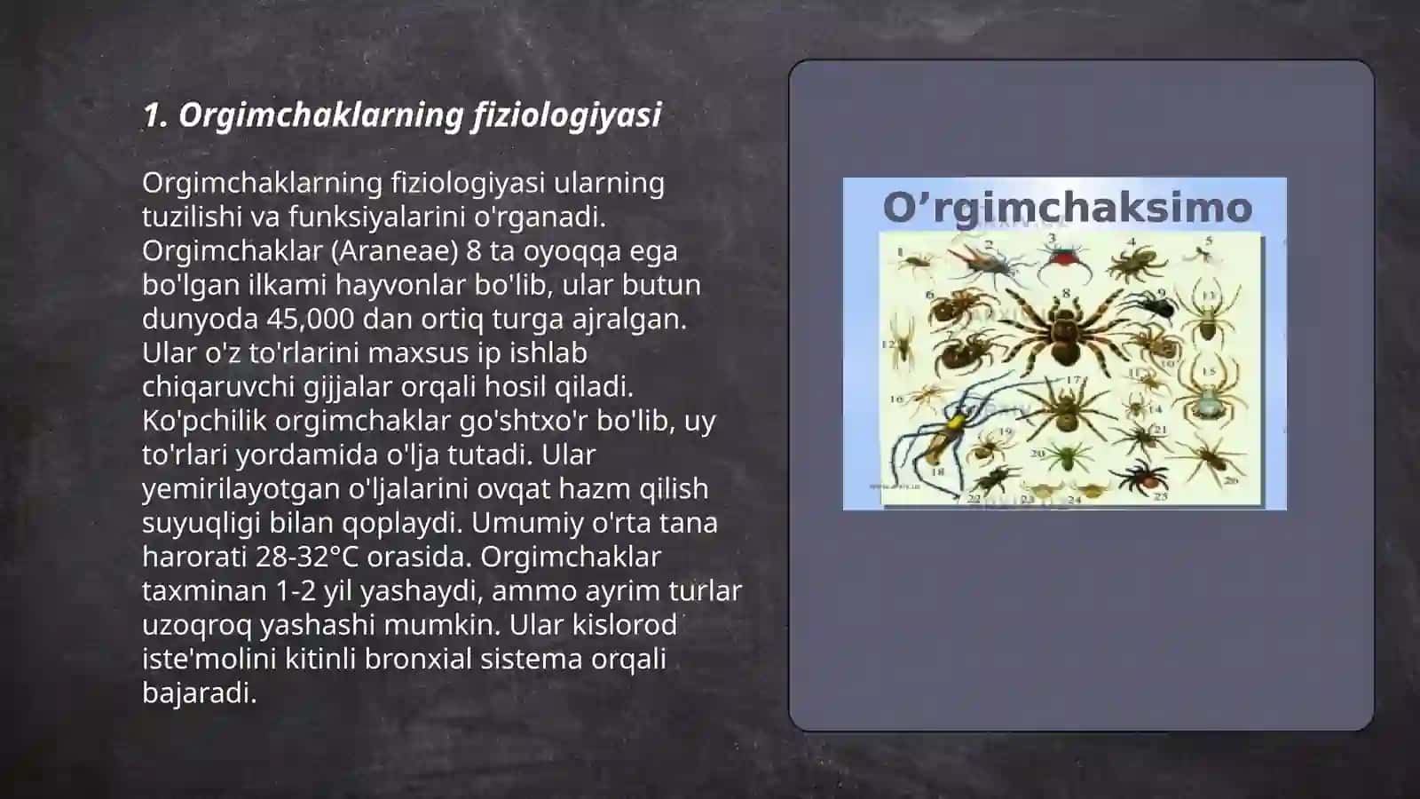 Orgimchaksimonlar sinfi 3