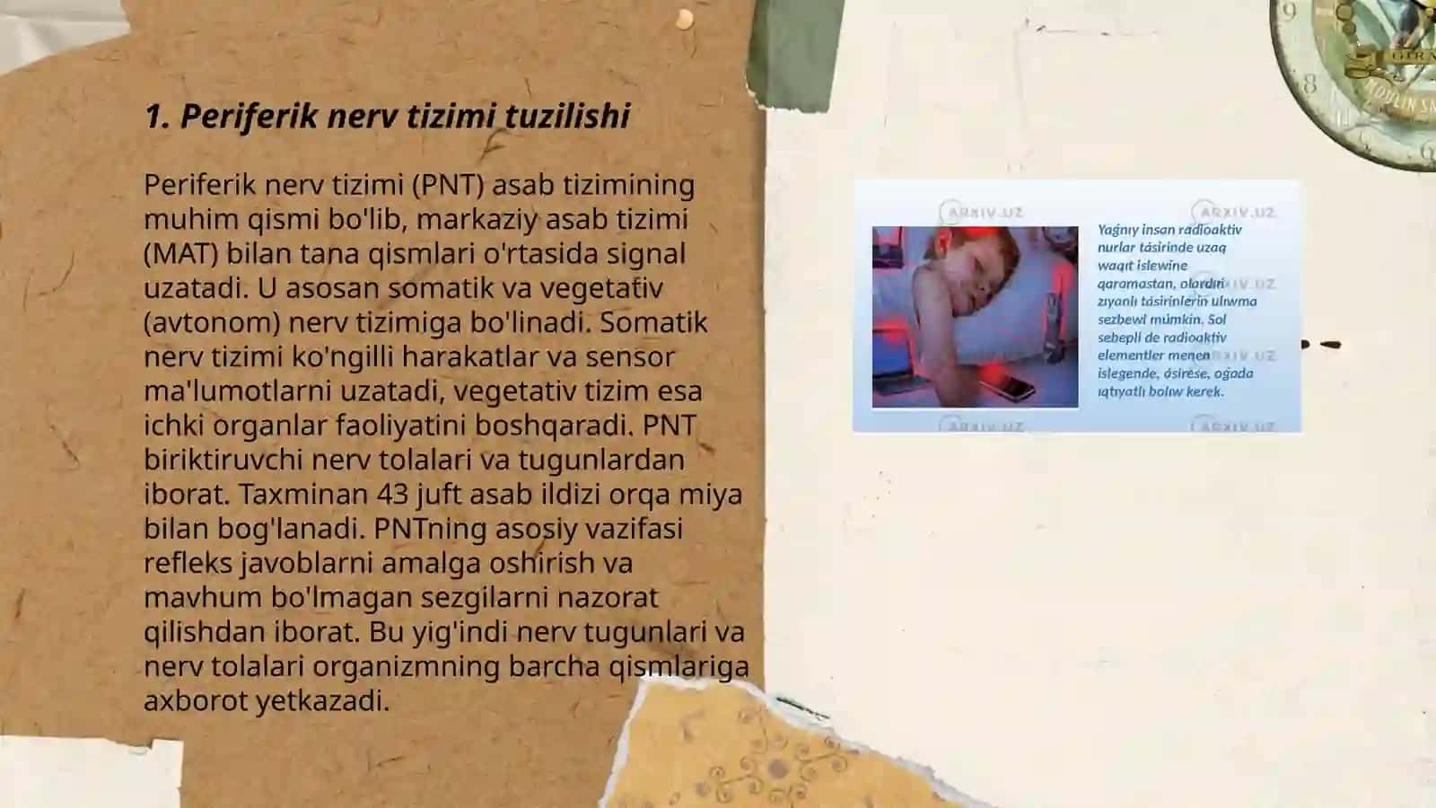 Periferik nerv tizimi tuzilishi 3