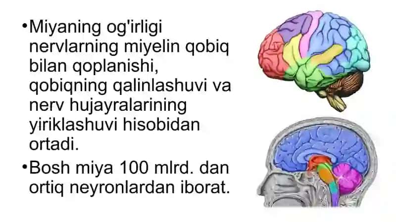 Boshmiyaning tuzilishi va funksiyasi 3