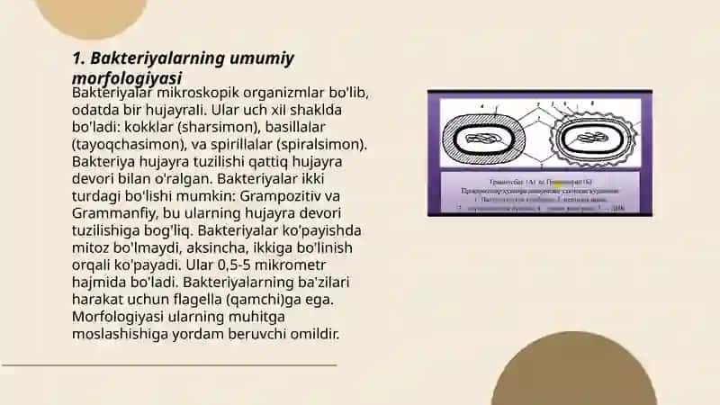 Bakteriyalarning morfologiyasi 3