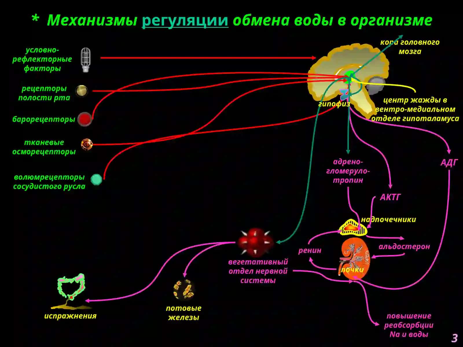 Патофизиология водно-солевого обмена 3