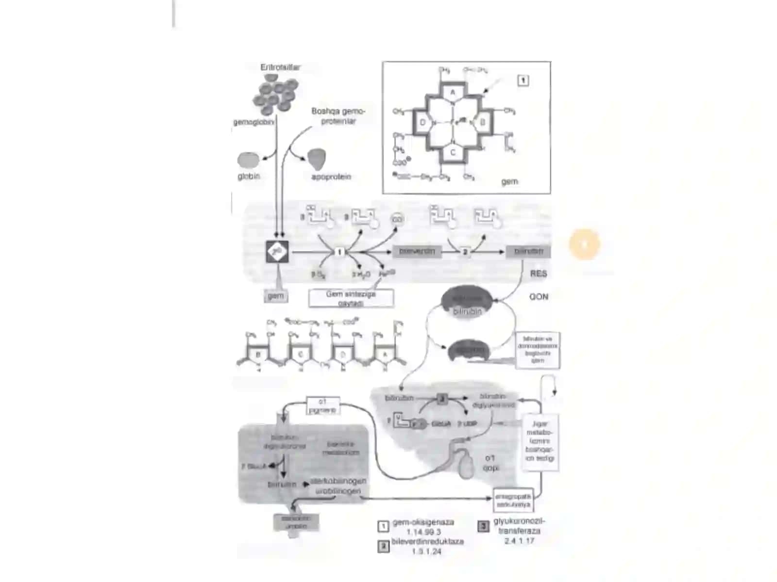 Bilirubin almashinuvi va parchalanishi 3