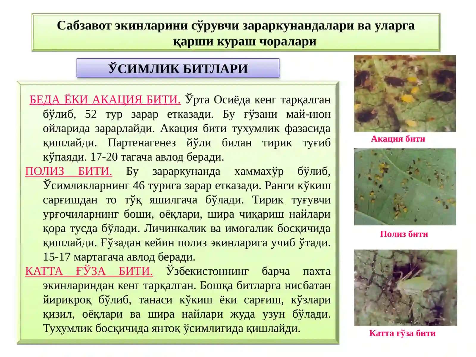 Сабзавот ва полиз экиси 3