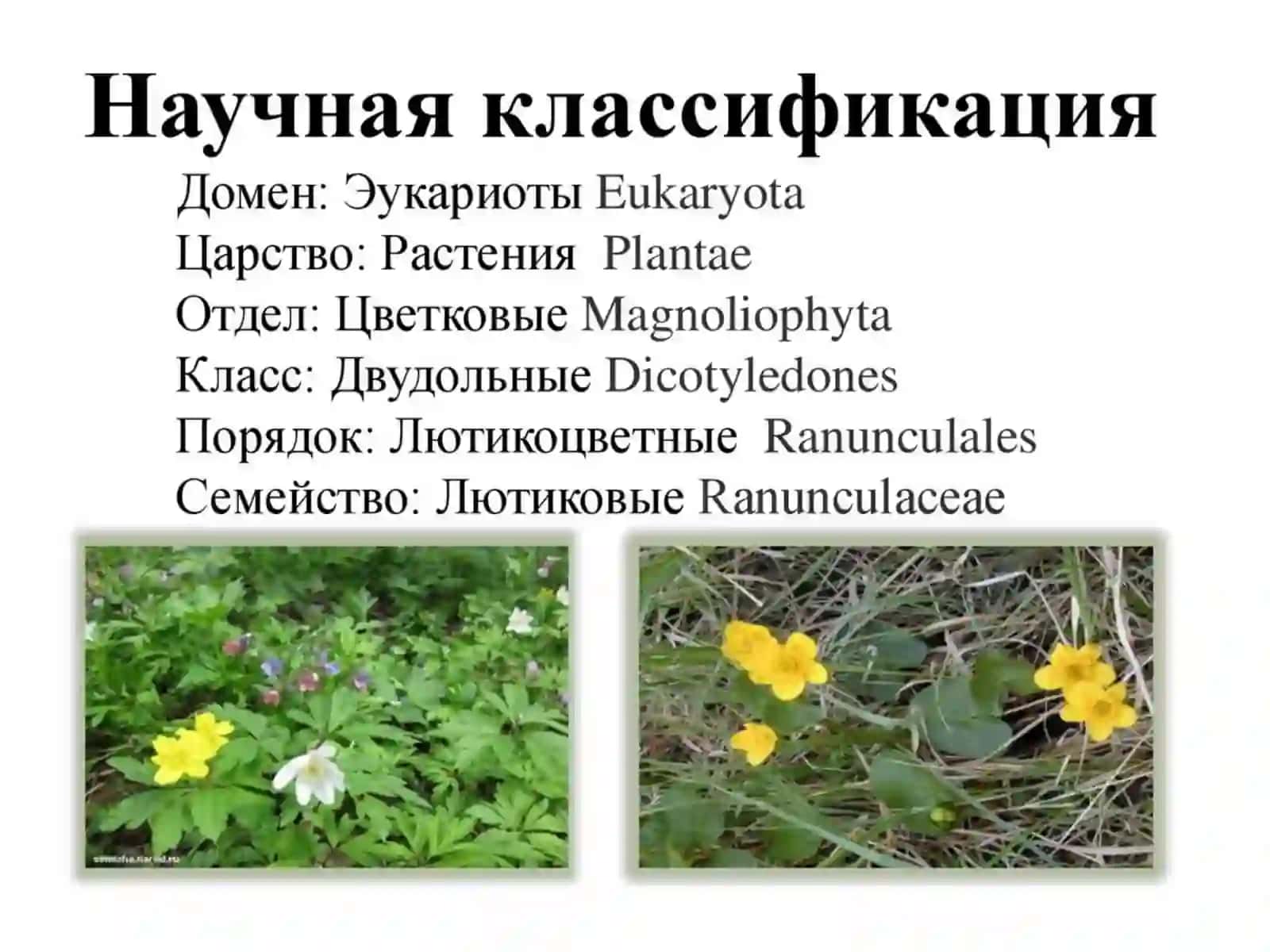 Ayiqtovonkabilarajdodchasi 3