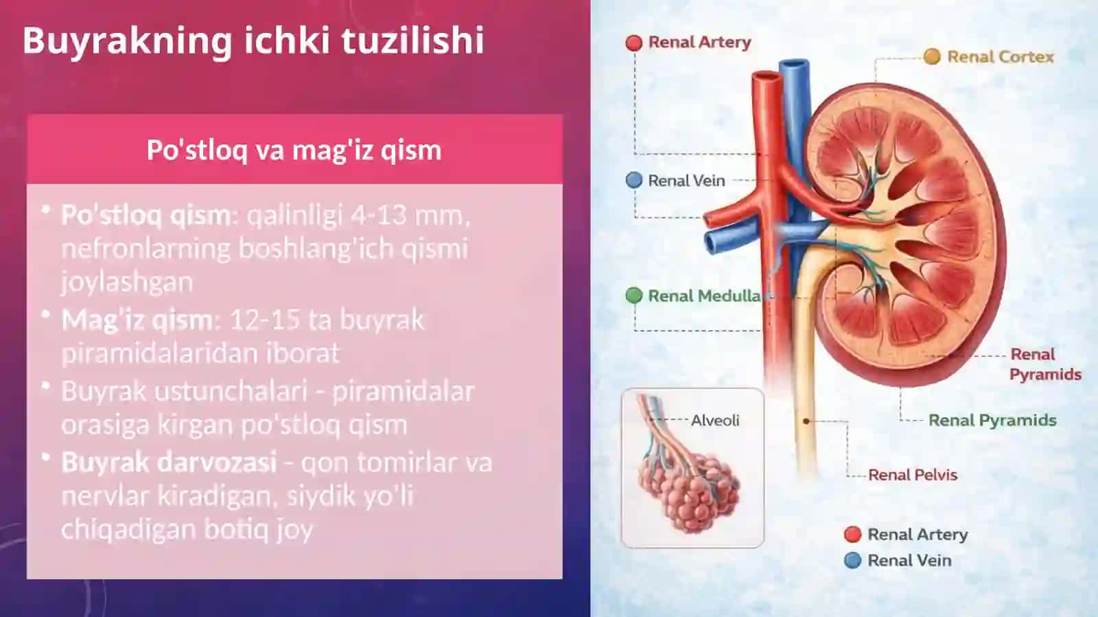 Buyraklar faoliyatining boshqarilishi 3